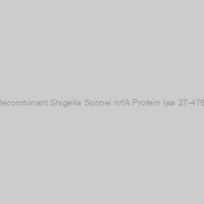 Image of Recombinant Shigella Sonnei nrfA Protein (aa 27-478)